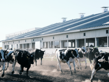 AI来养牛？认养一头牛以长期主义筑牢根基